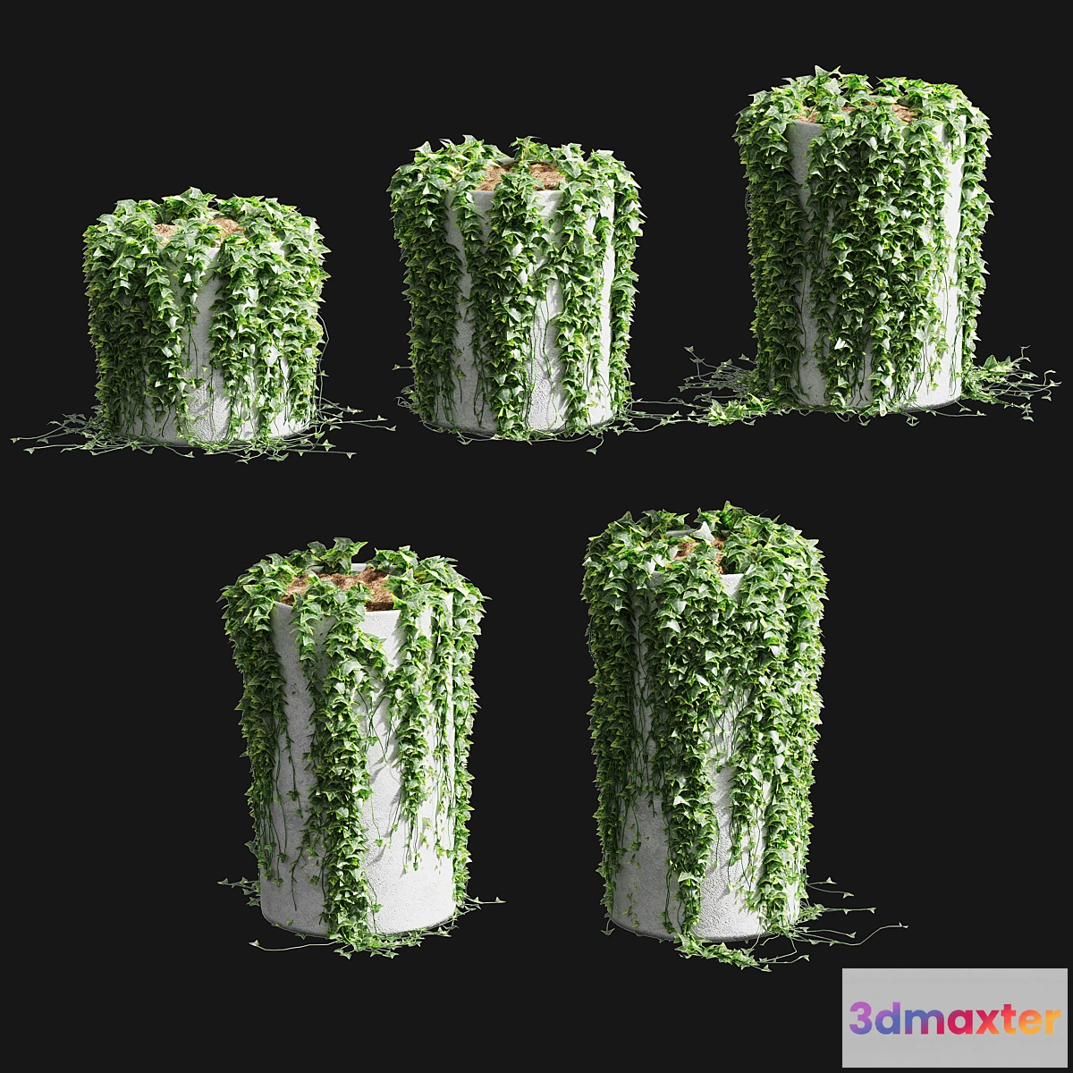 805806 - Ivy in round tubs. 5 models - No.2