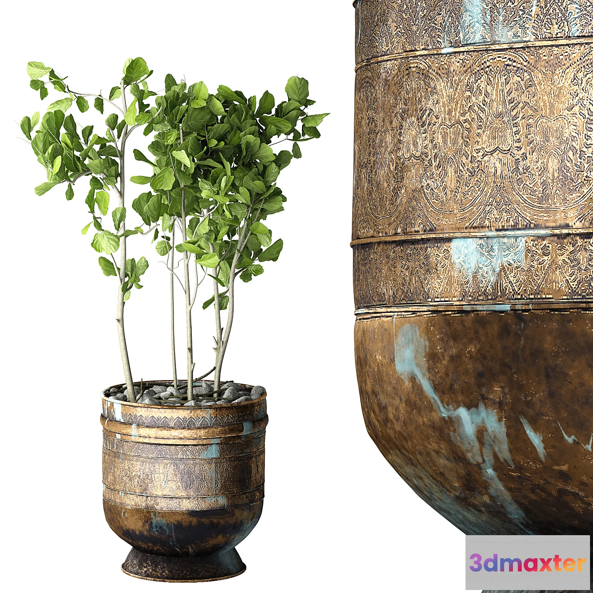 805812 - Ficus Lyrata - No.7