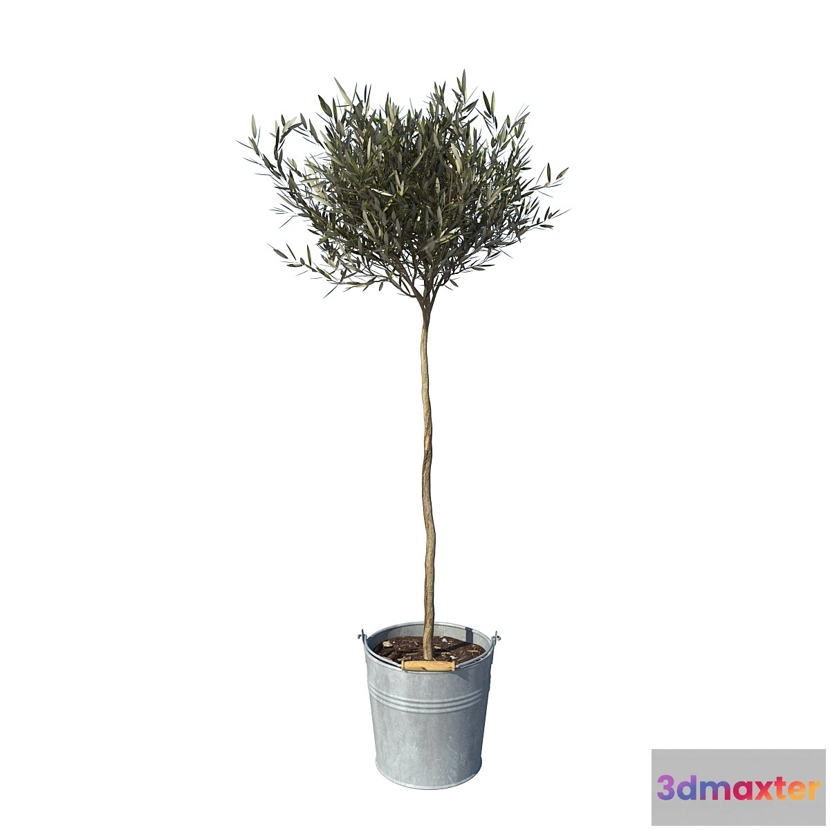 806636 - olive tree small - No.2