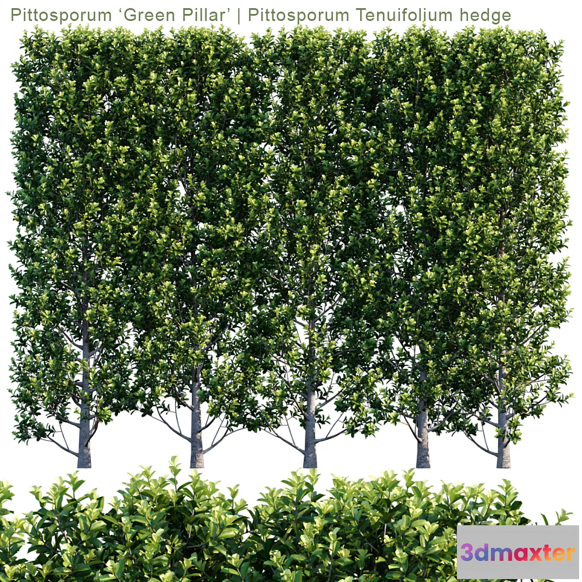 819236 - Pittosporum ‘Green Pillar’  Pittosporum Tenuifolium hedge  1m8