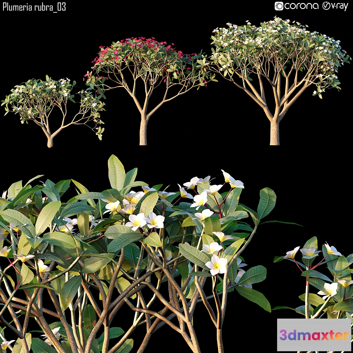 819334 - Plumeria rubra_03 - No.3