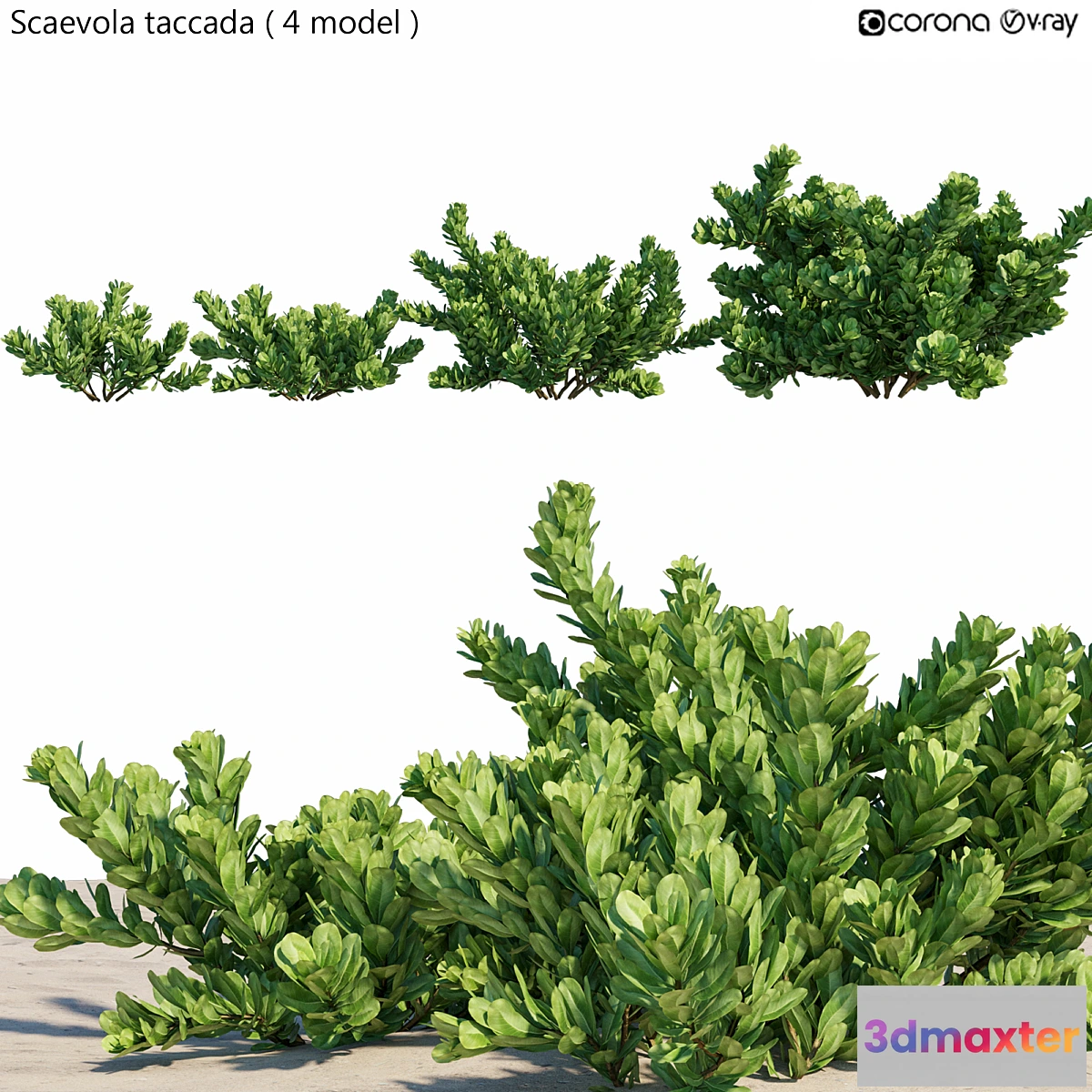 819350 - Scaevola taccada