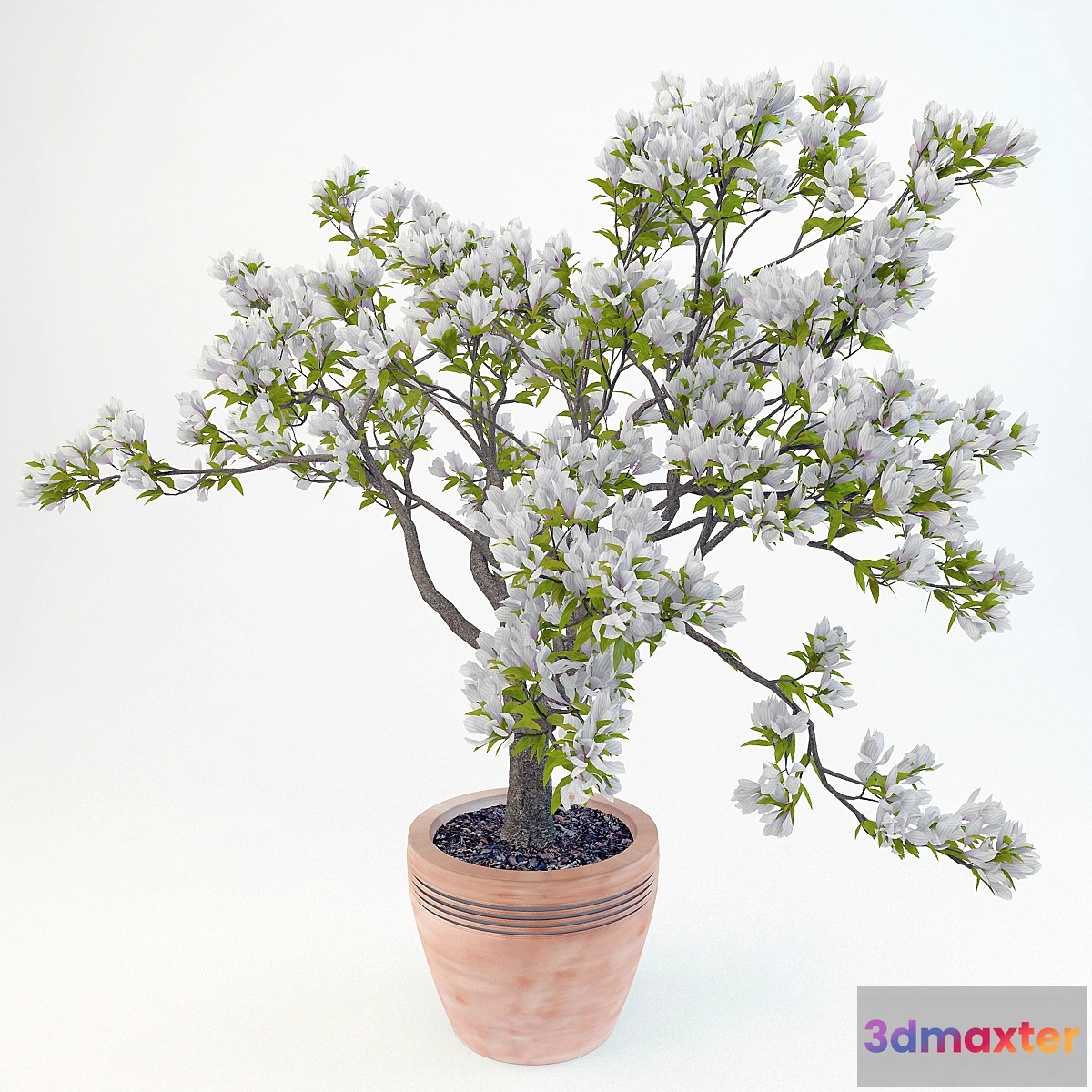 819436 - Magnolia Soulangeana - No.4