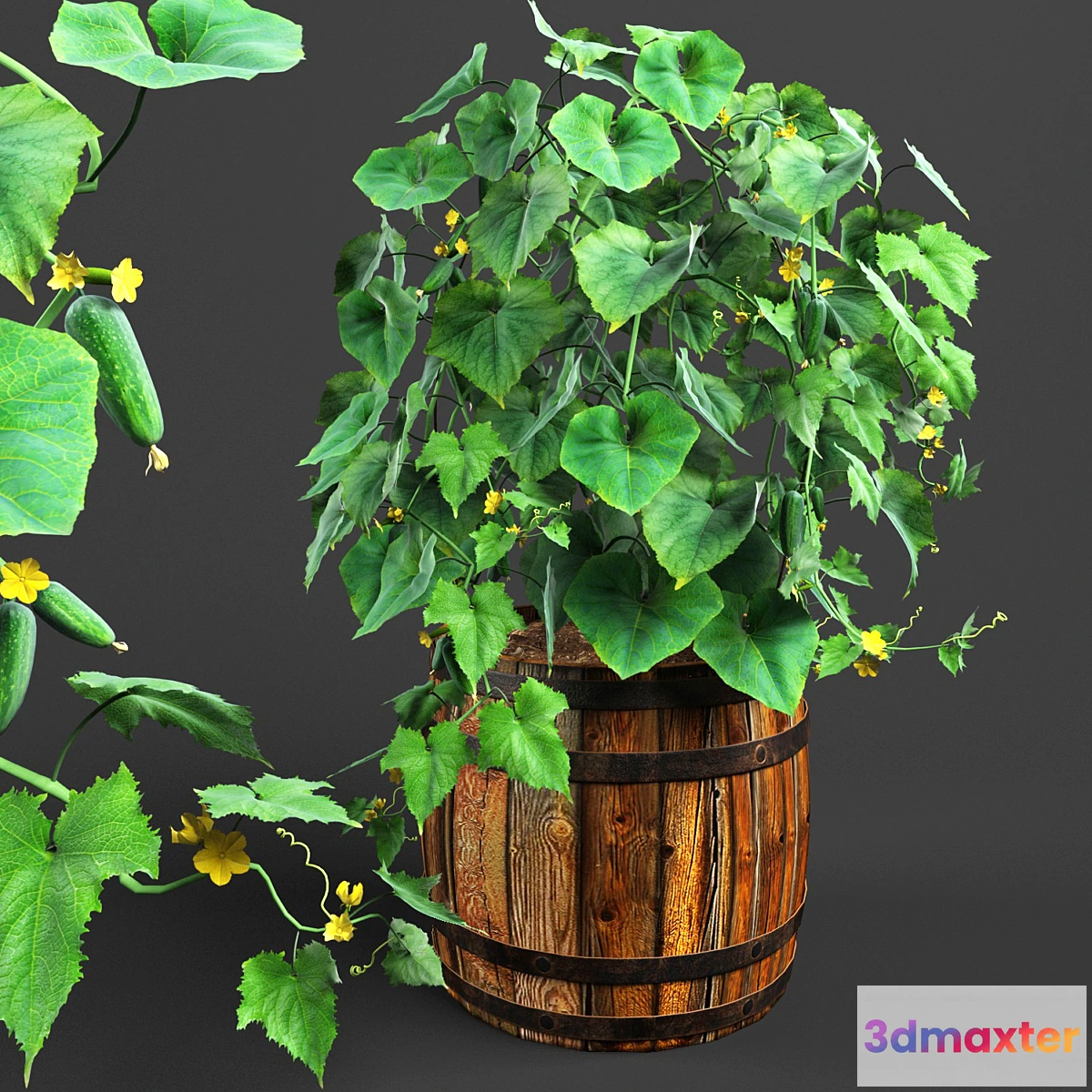 819466 - bush cucumber - No.2