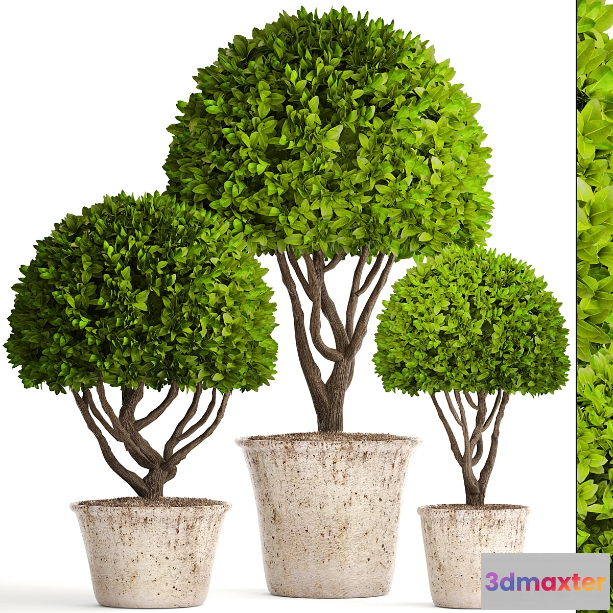 819526 - Collection of plants 126. Boxwood topiary topiary garden trees garden plants pot outdoor flowerpot bush small tree - No.2
