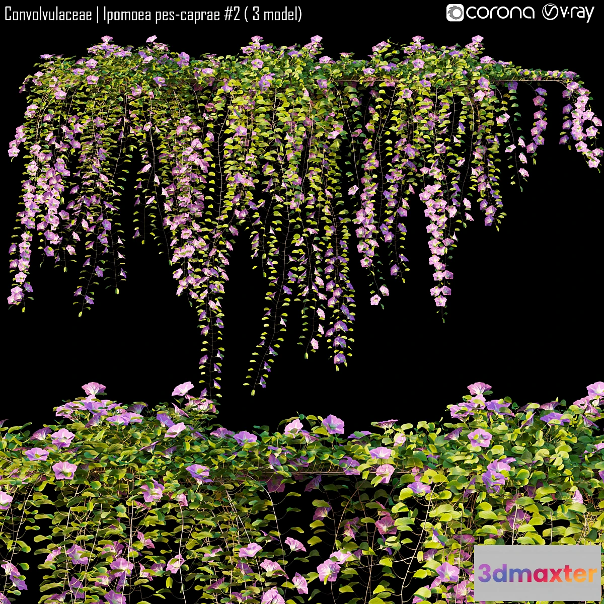 819786 - Convolvulaceae  Ipomoea pes-caprae # 2 (3 model)