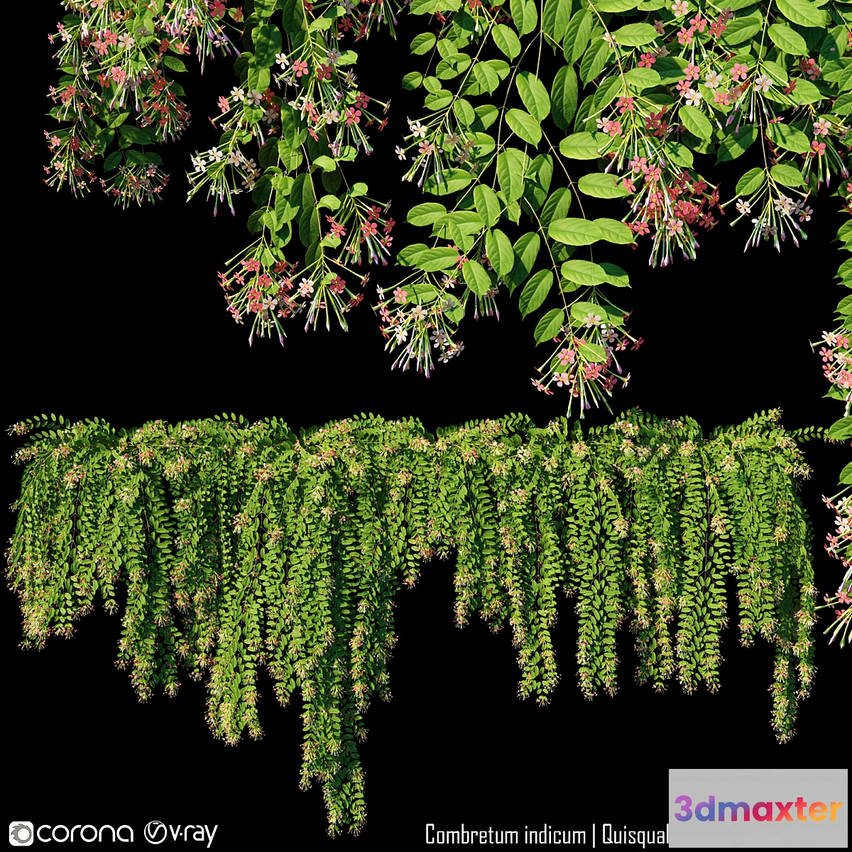 819788 - Combretum indicum  Quisqualis indica # 1 (5 Model)