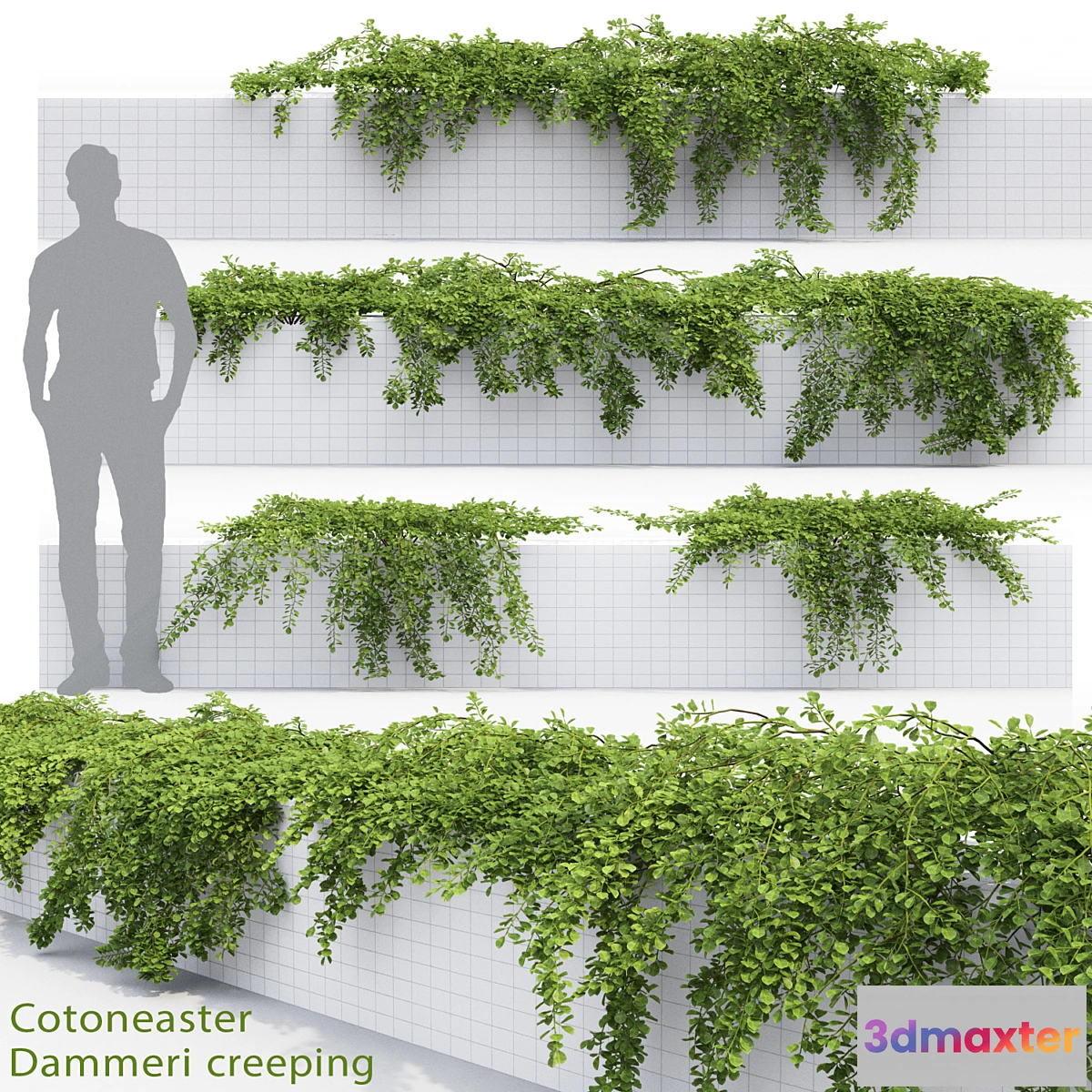 819792 - Cotoneaster - No.6