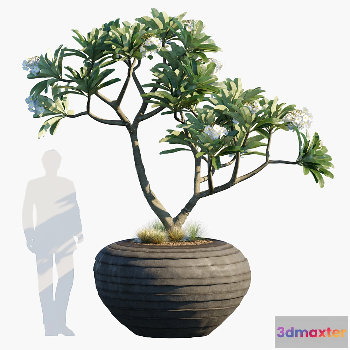 821918 - Plant in pots # 26 - No.3