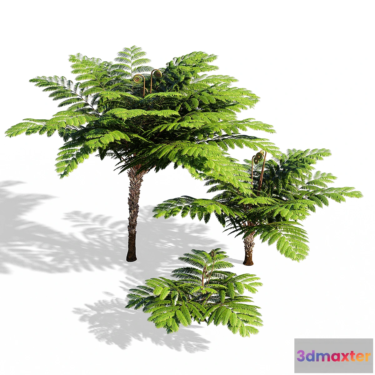 844451 - Fern - No.5