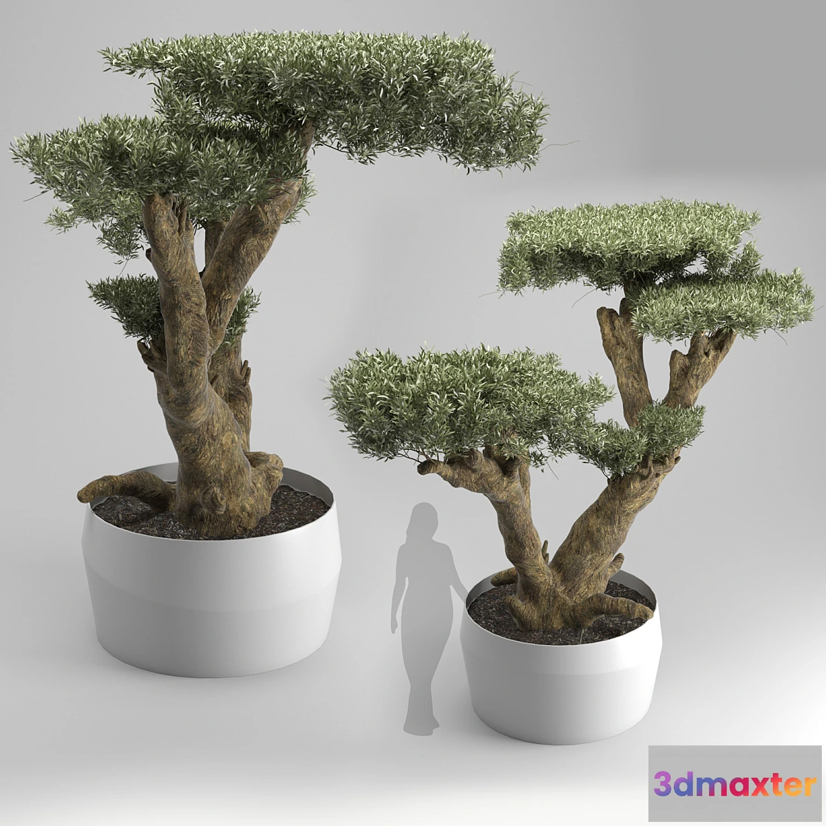 845177 - Olea plata - No.4