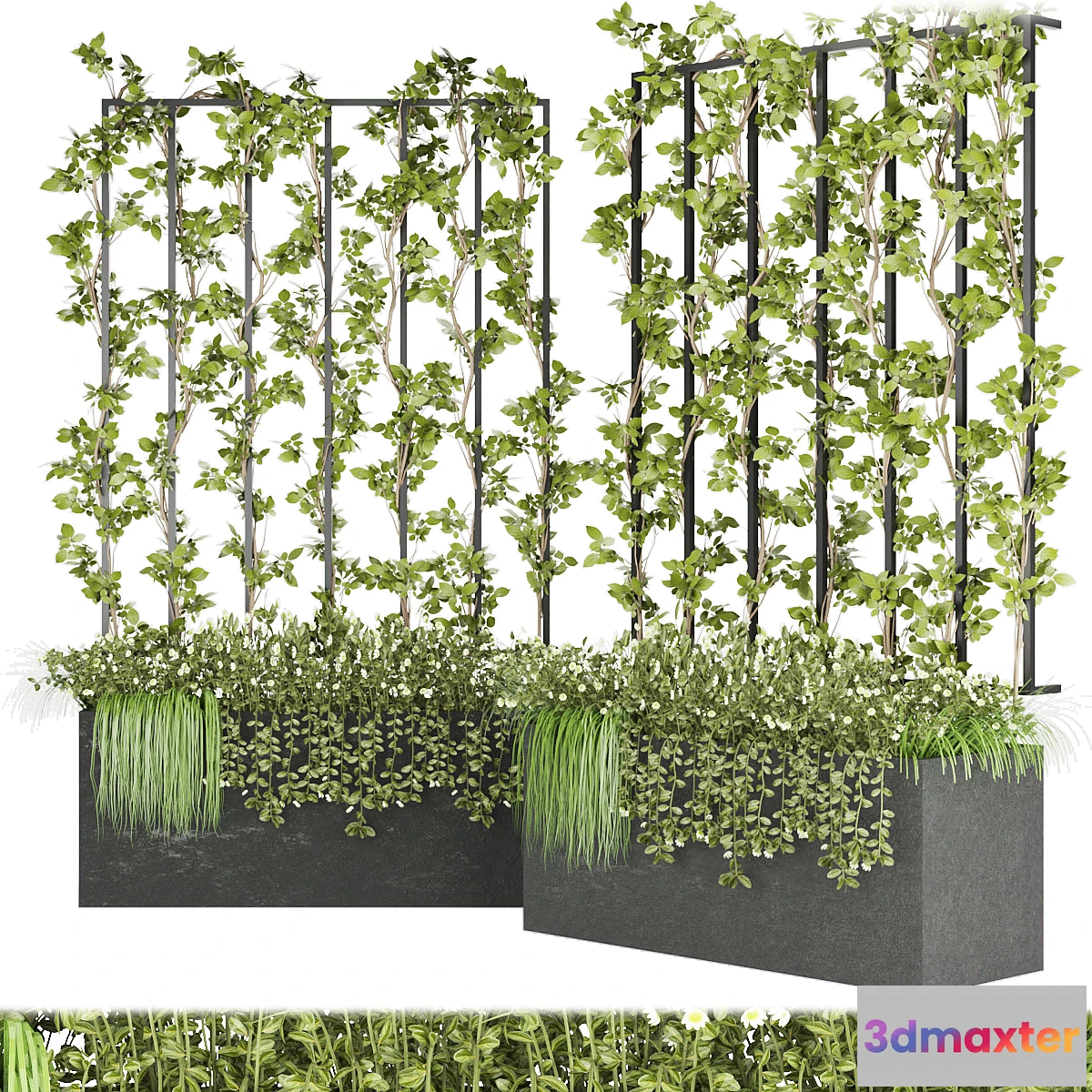 845199 - Collection plant vol 36 - No.3