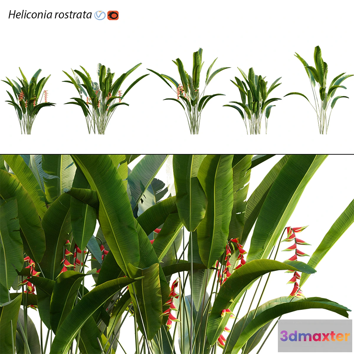 845211 - Heliconia 02 - No.3