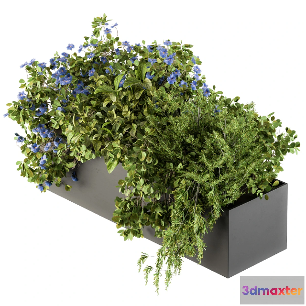 845249 - Outdoor Plant Set 208 - Plant Box Blue Flower - No.3