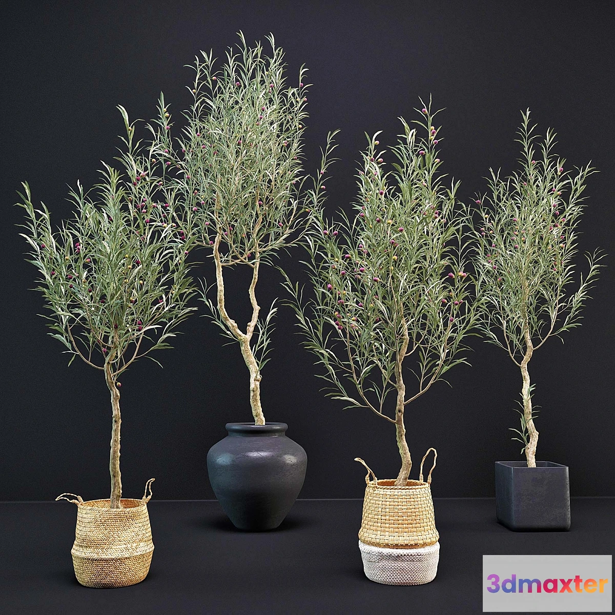 845251 - Olive Tree - No.7