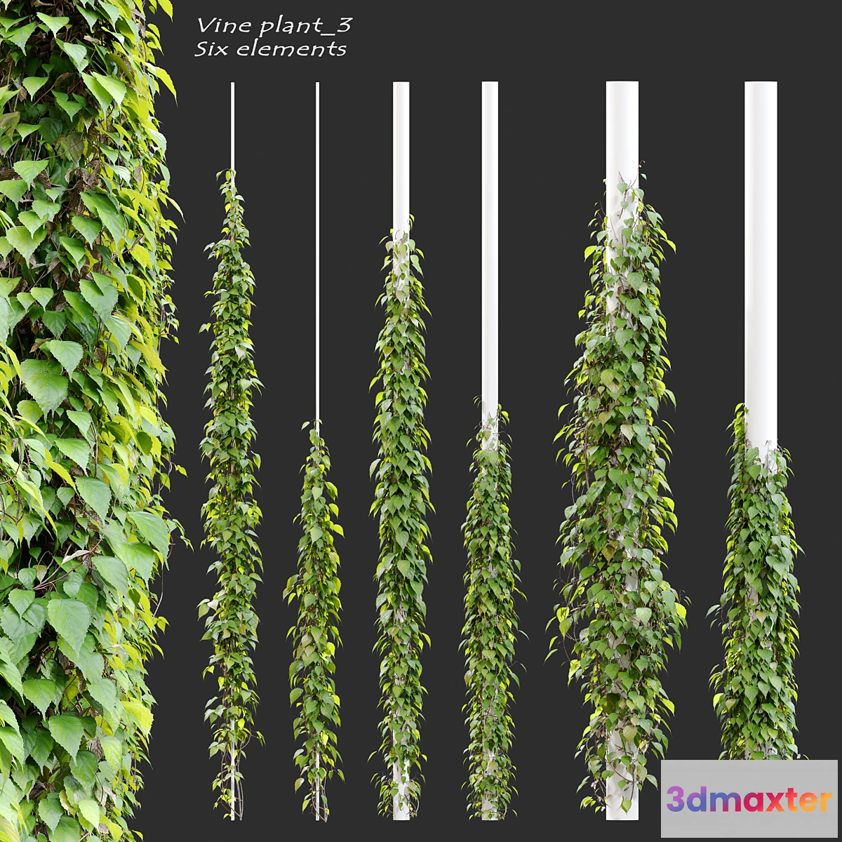 845273 - Vine plant_3 - No.3