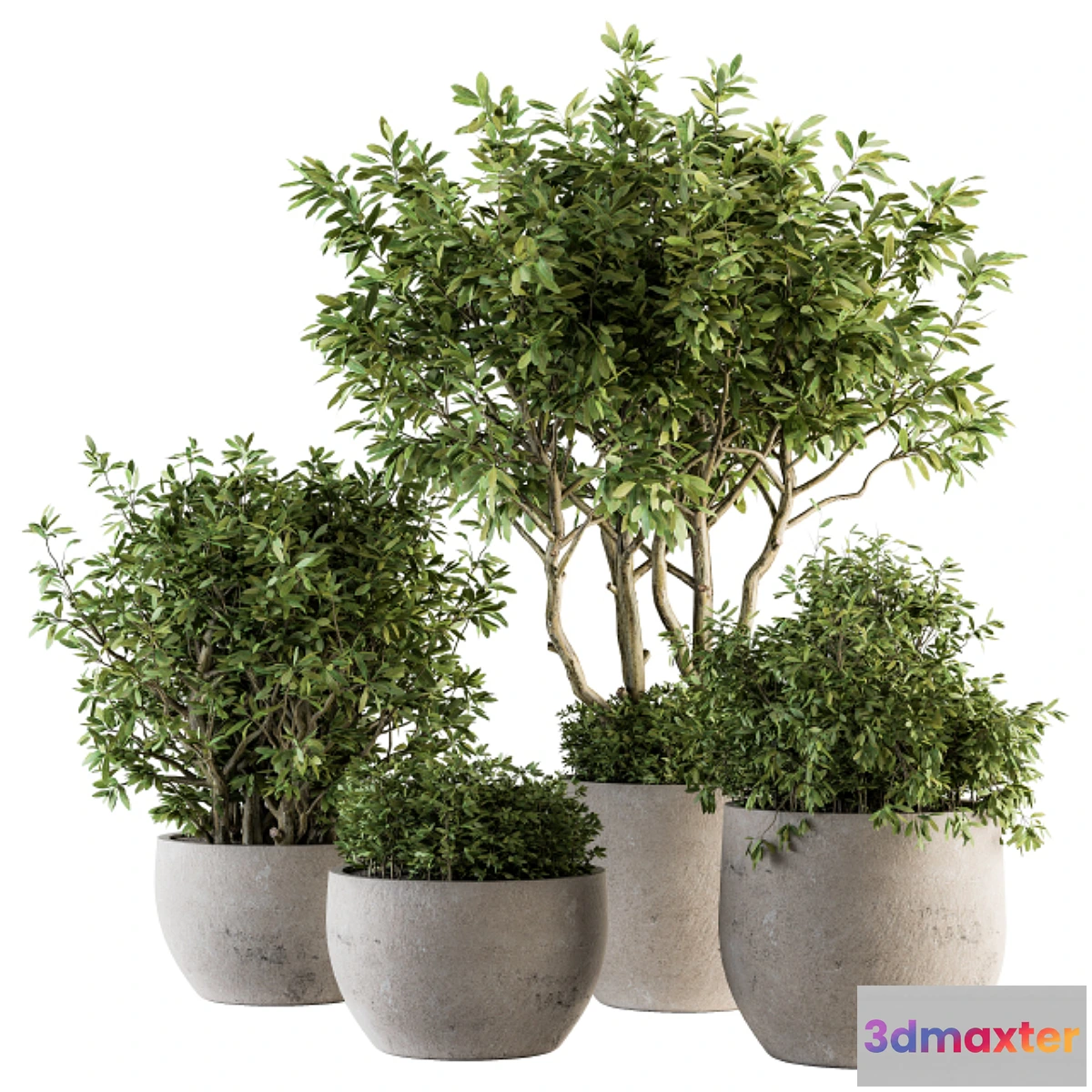 845293 - Outdoor Plants tree in Concrete Pot - Set 128 - No.3