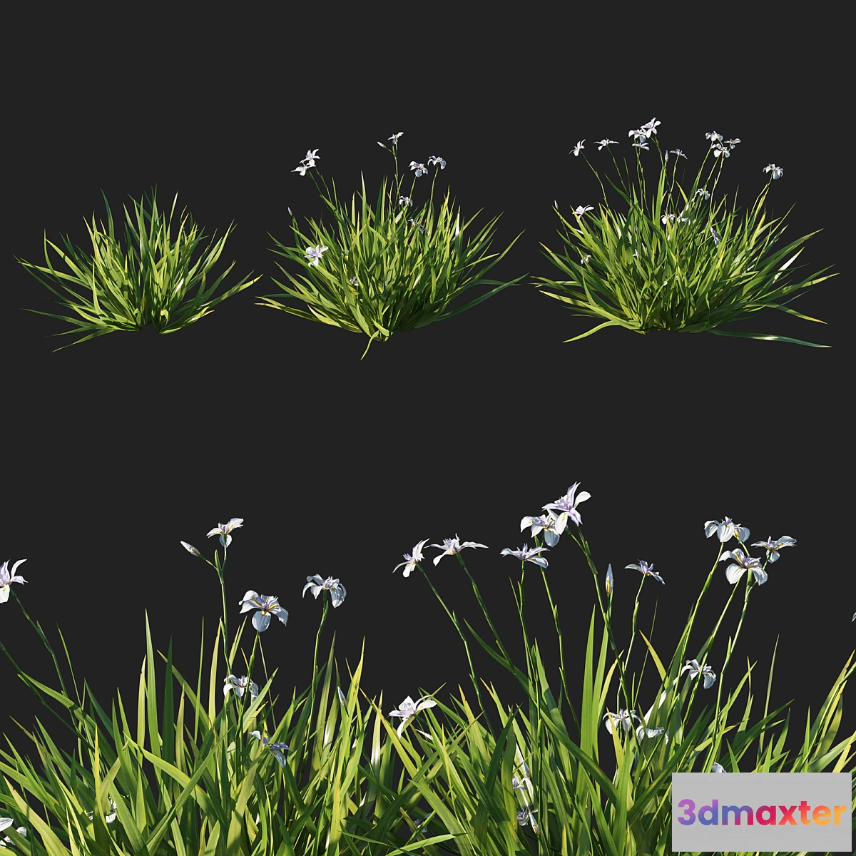 845305 - Dietes grandiflora grass - No.3