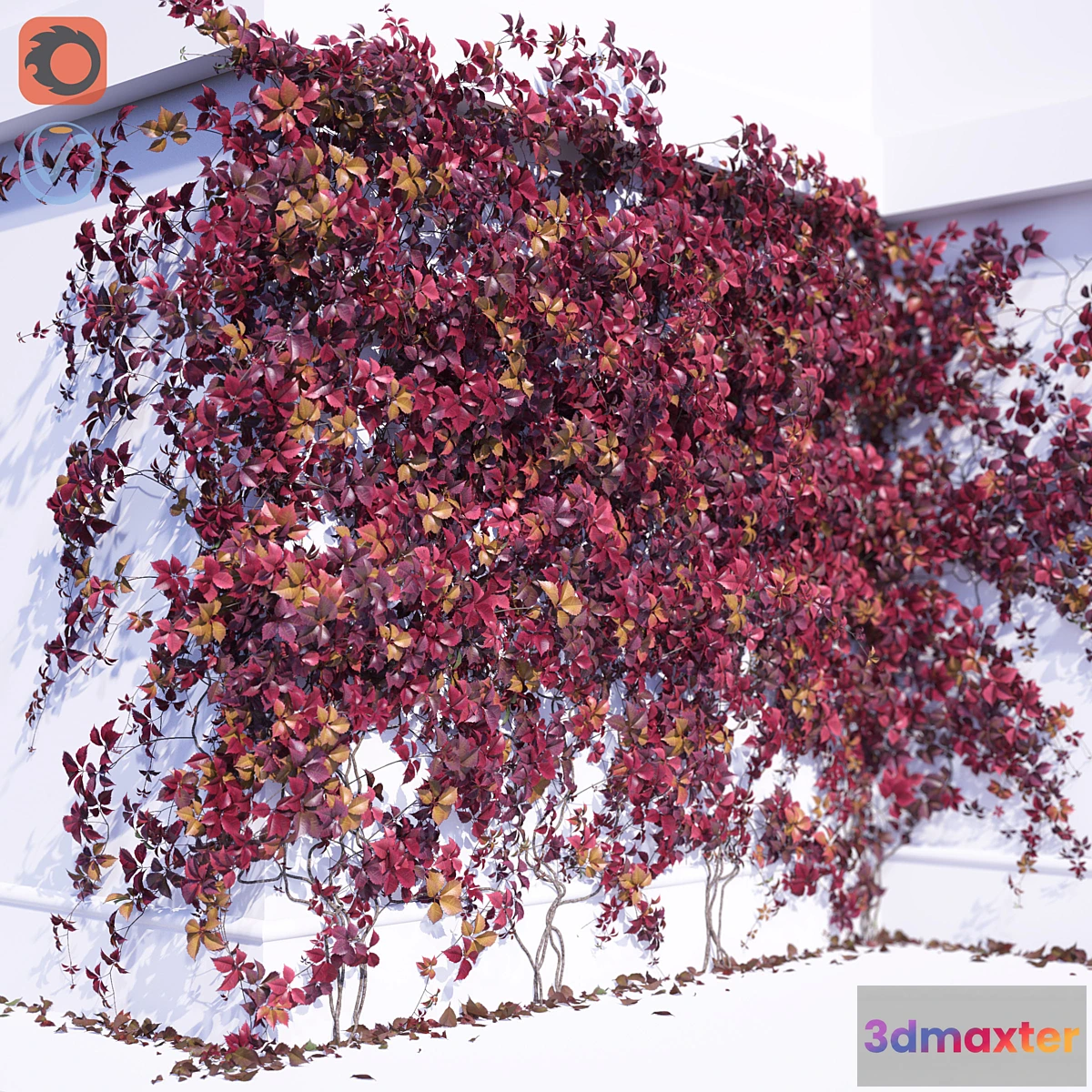 845311 - Girlish Grape 2 - No.3