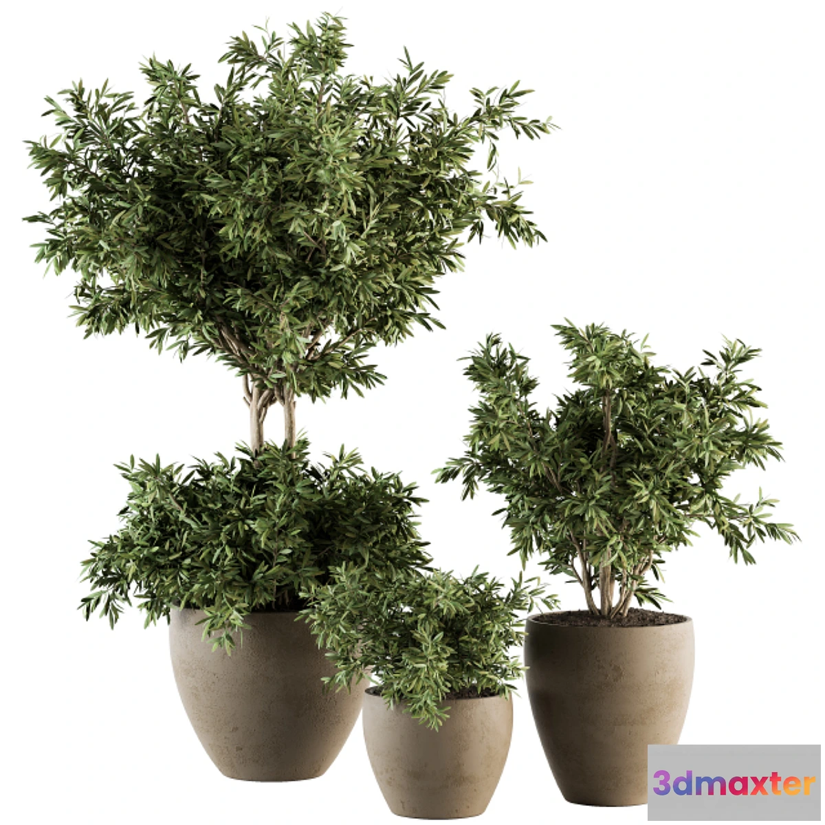 845315 - Outdoor Plant Set 203 - Plant and Tree in Pot - No.3