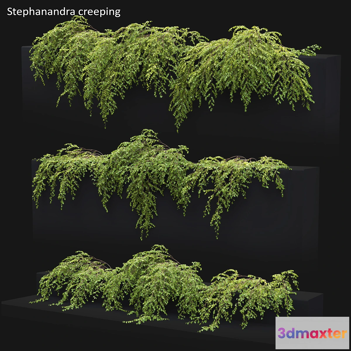 845379 - Stephanandra # 2 - No.3