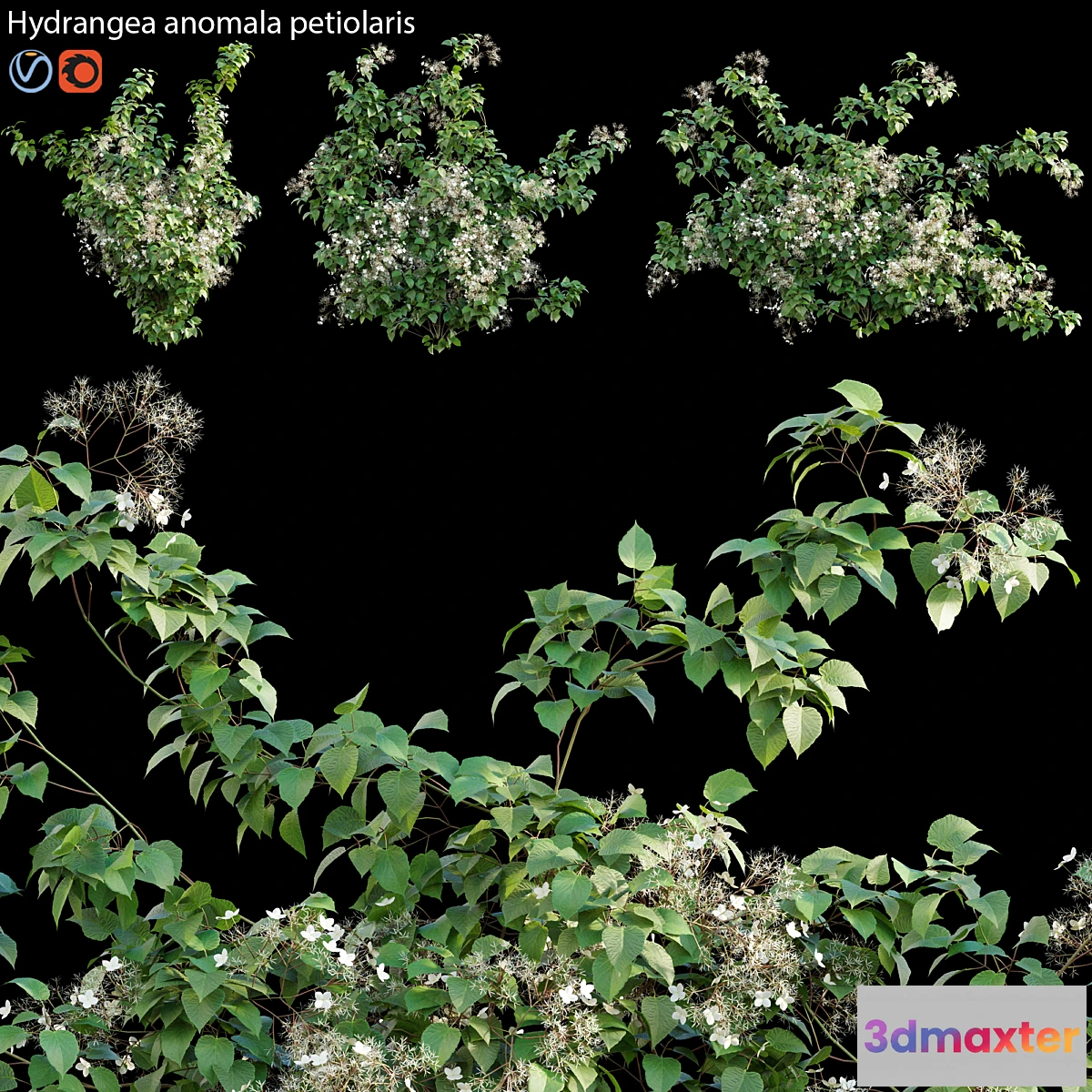 845387 - Hydrangea anomala petiolaris - Climbing Hydrangea 02 - No.3