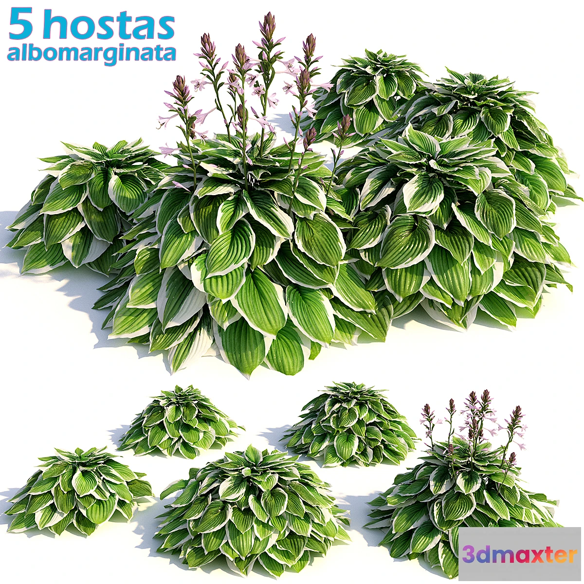 845391 - Hosta albomarginata - No.3