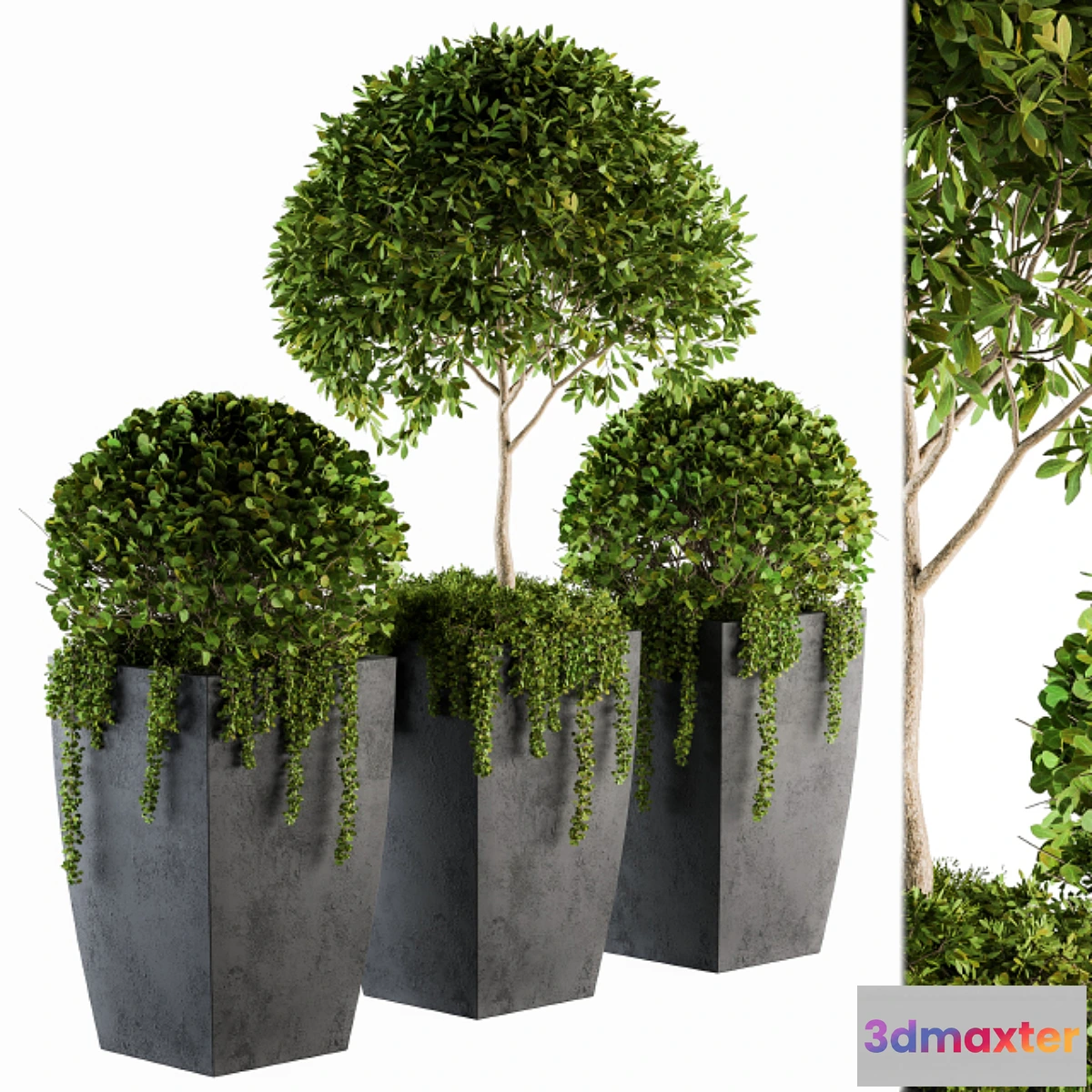 845413 - Outdoor Plants Round Topiary Tree - Set 75 - No.3