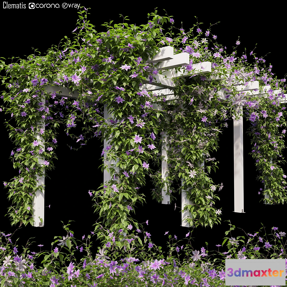 845433 - Clematis 03 - No.3