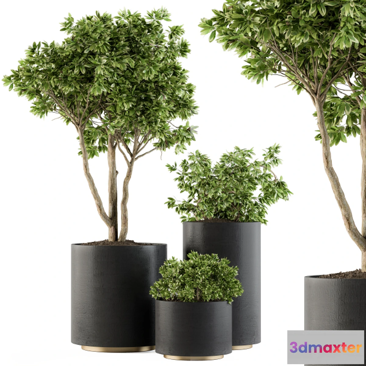 845449 - Outdoor Plants Tree in pot - Set 94 - No.3