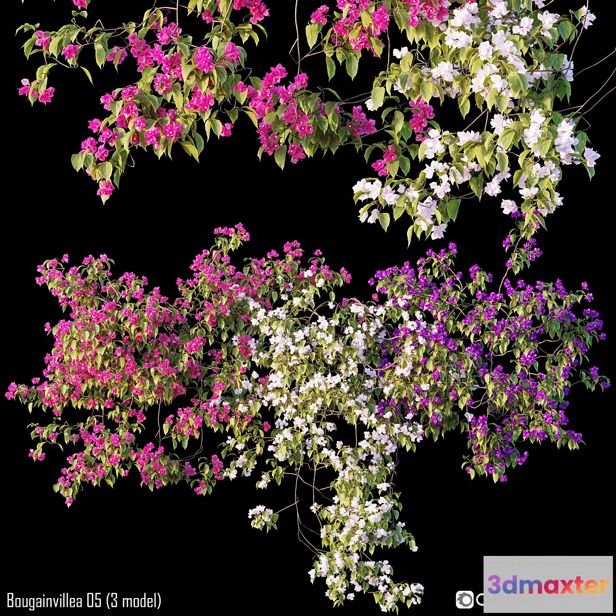 846323 - Bougainvillea 05 (3 model) - No.2
