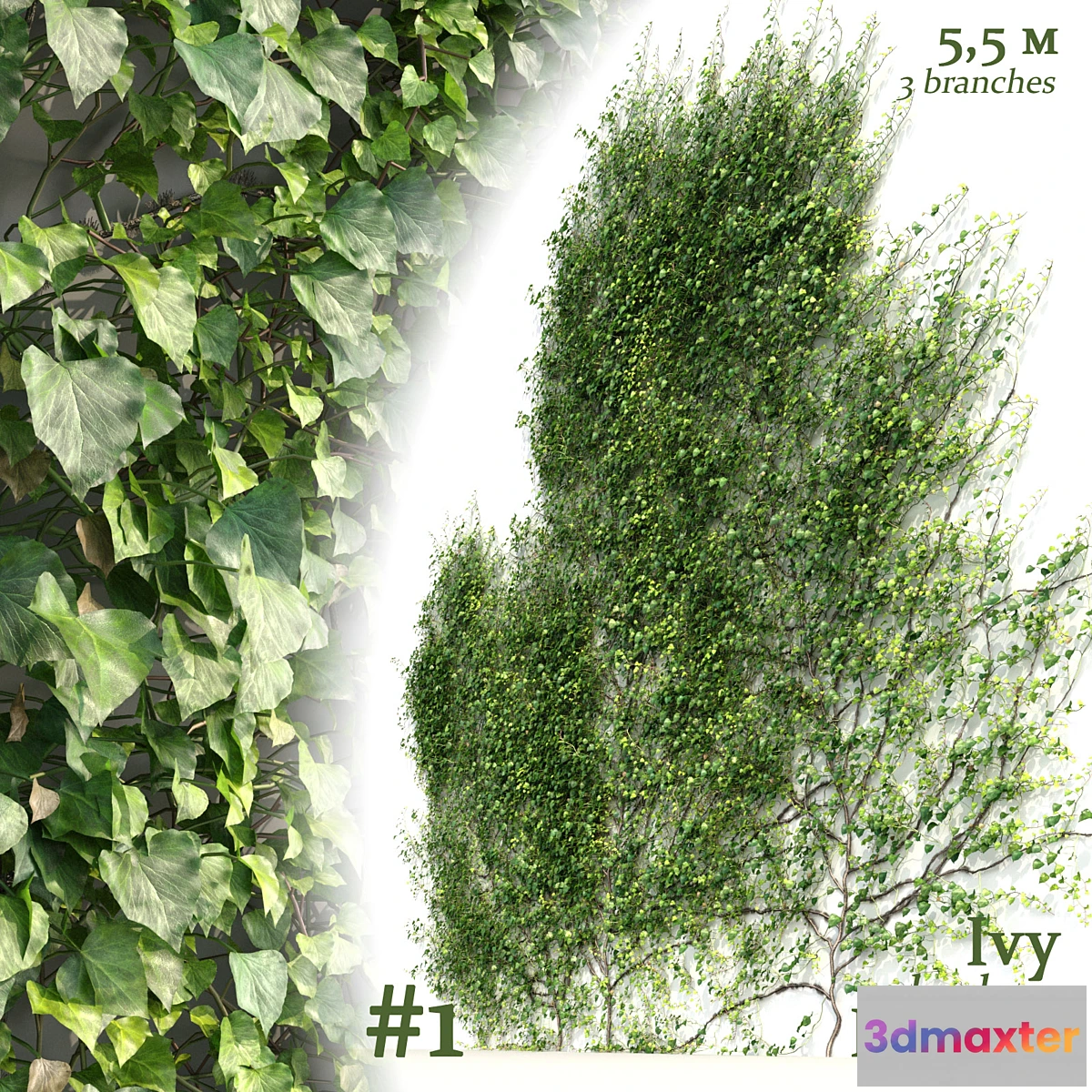 846379 - Ivy _ Hedera Helix #1