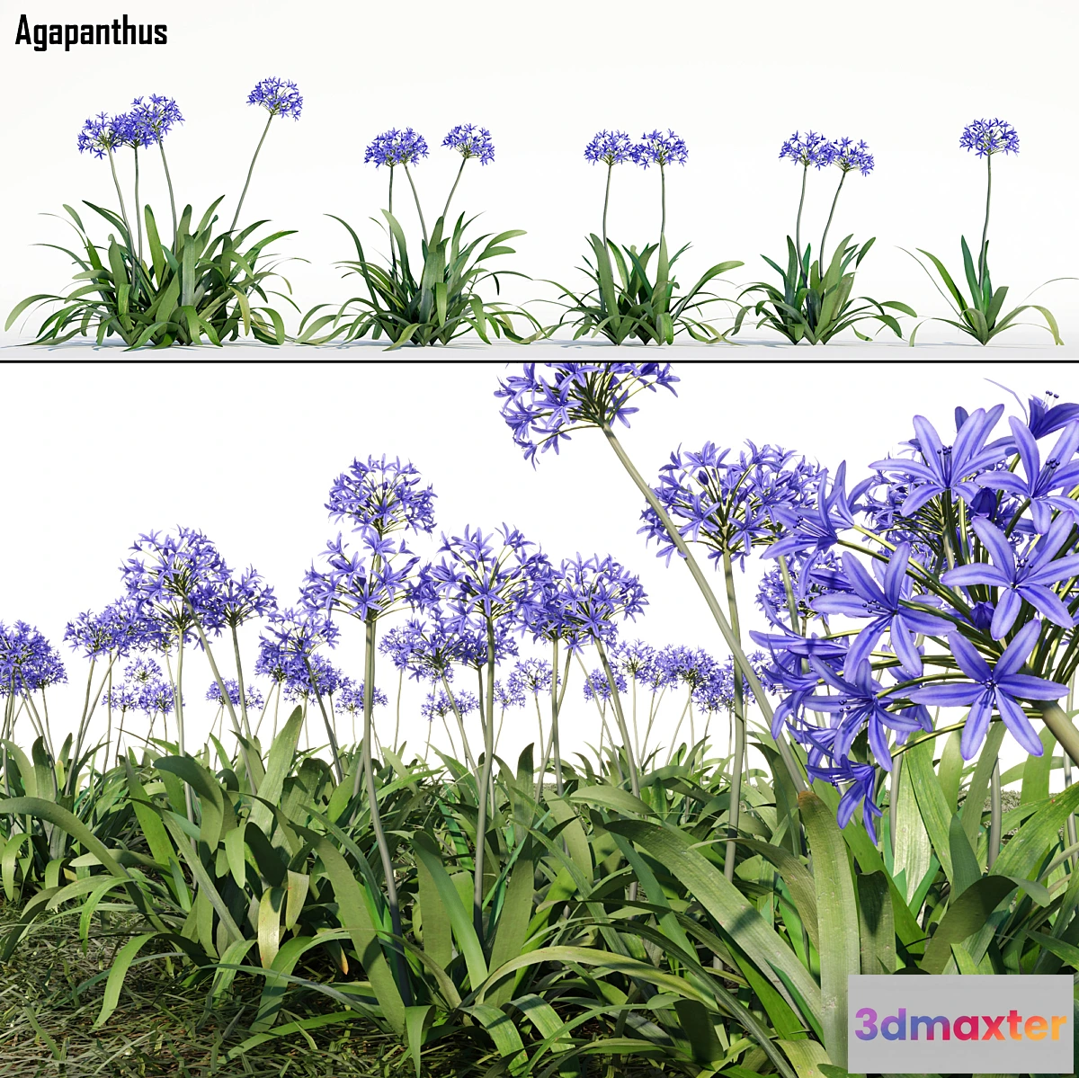846437 - Agapanthus - No.2