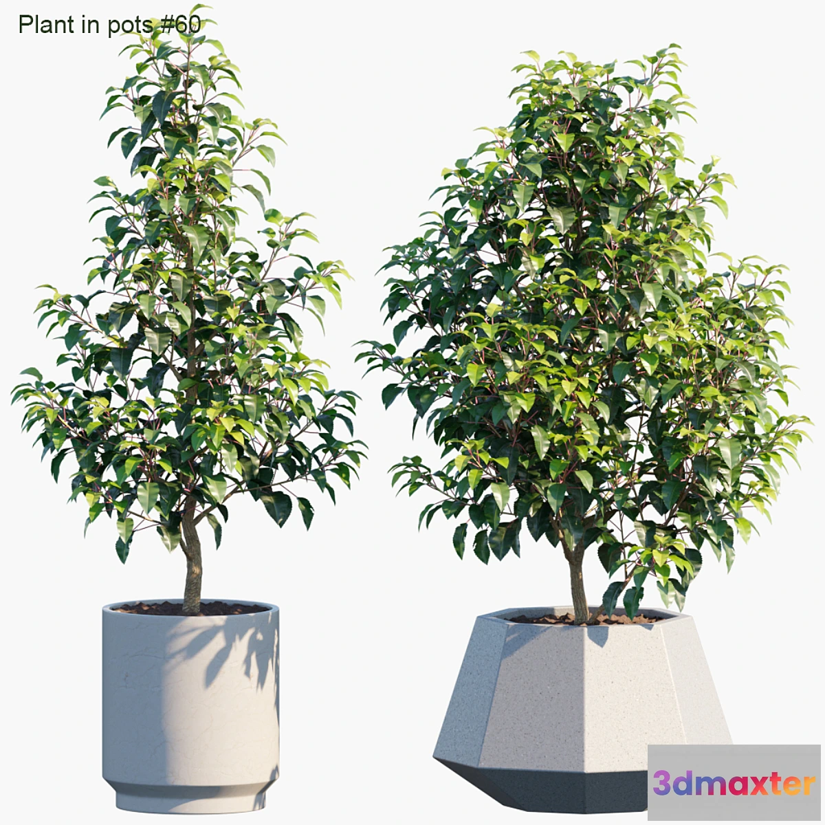 856443 - Plant in pots # 60 House plants - No.3