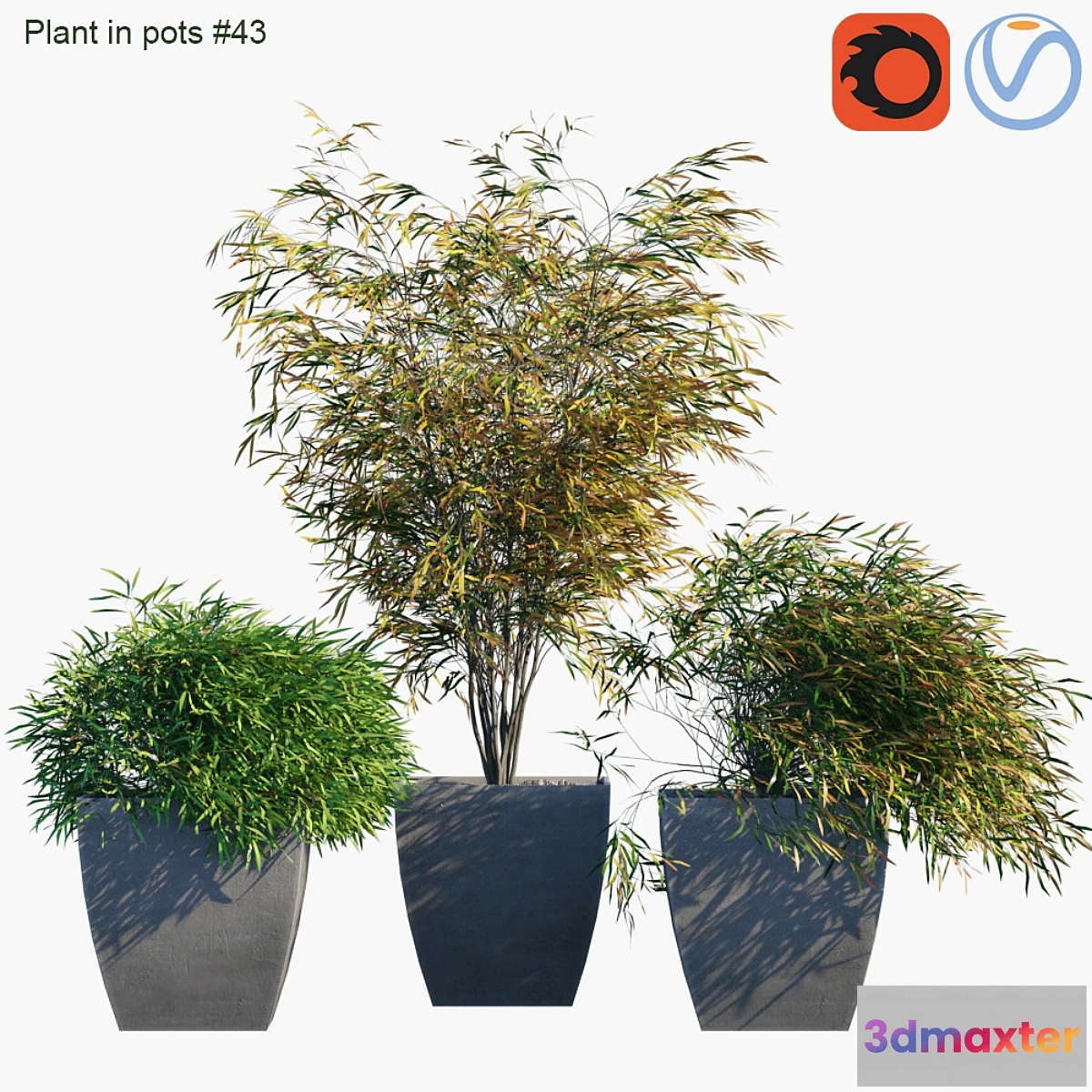 856445 - Plant in pots # 43 Palm and grass - No.3