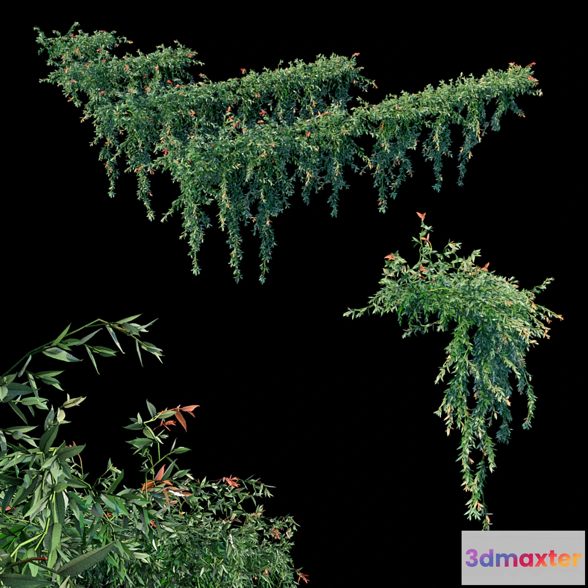 856625 - Trailing ivy - No.2