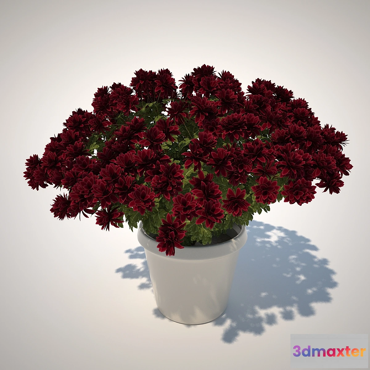 898750 - Chrysanthemum - No.3