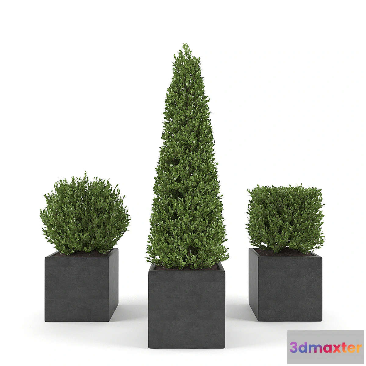 899010 - Boxwood - Set 2 - No.4
