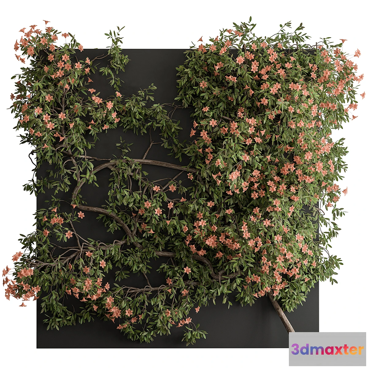 899428 - Outdoor Plant Set 426- Ivy on Wall - No.3