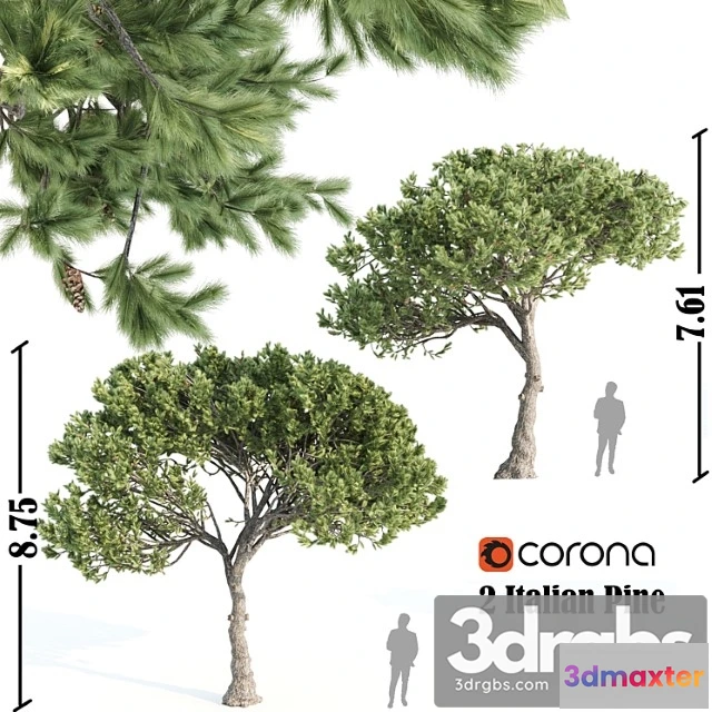 1011482 - 2 Italian Pine Corona