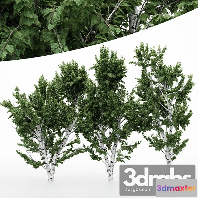 1011490 - 5 Diffrent Tree White Birch