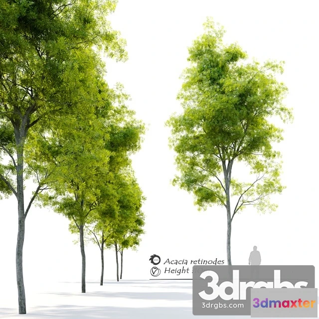 1011494 - Acacia Retinodes Water Wattle