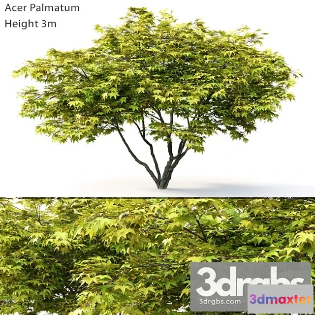 1011504 - Acer Palmatum 2