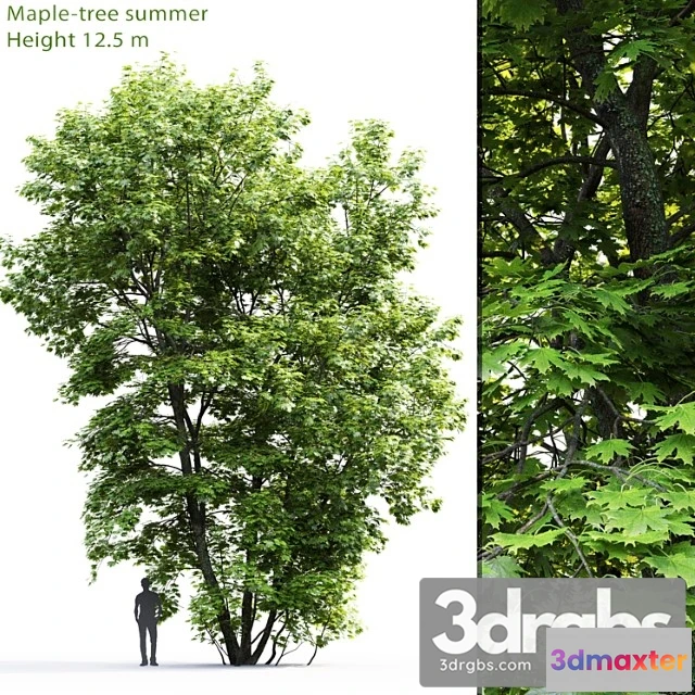 1011508 - Acer Tree 9