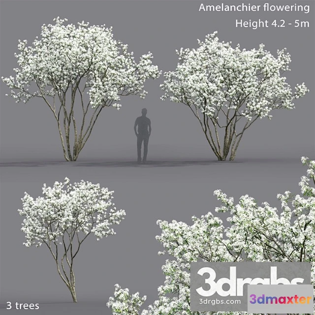 1011514 - Amelanchier 5