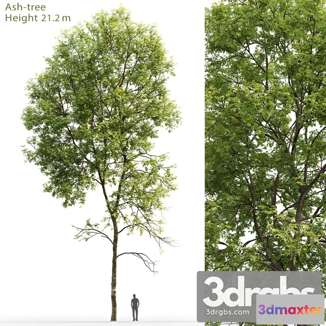 1011524 - Ash Tree 5