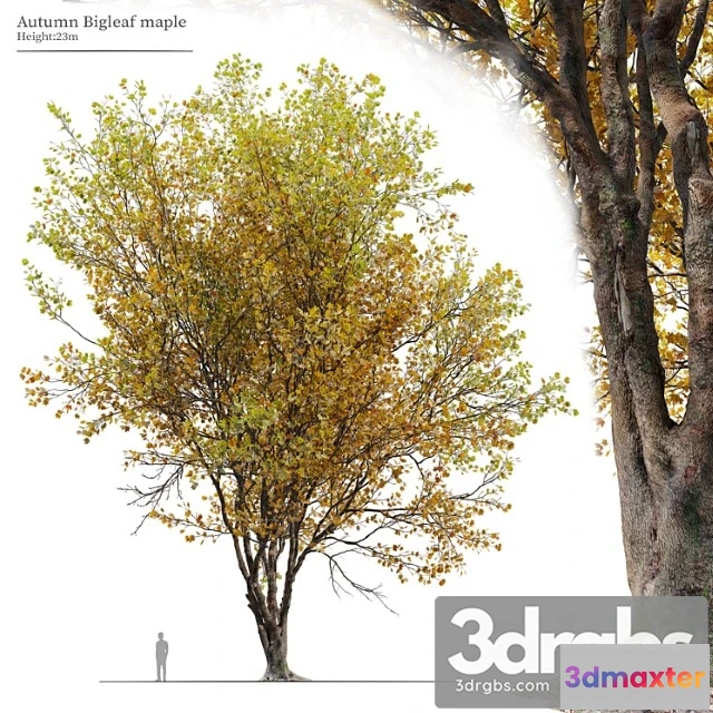 1011530 - Autumn Acer Macrophyllum 02