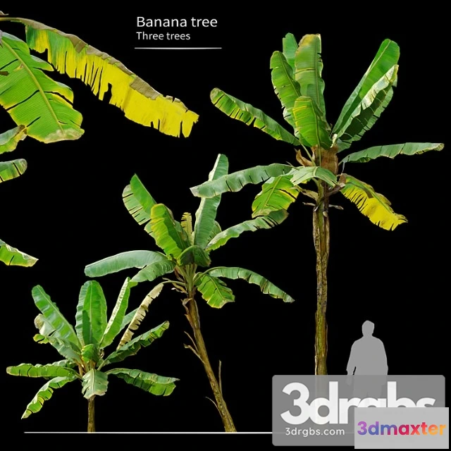 1011538 - Banana Tree 6