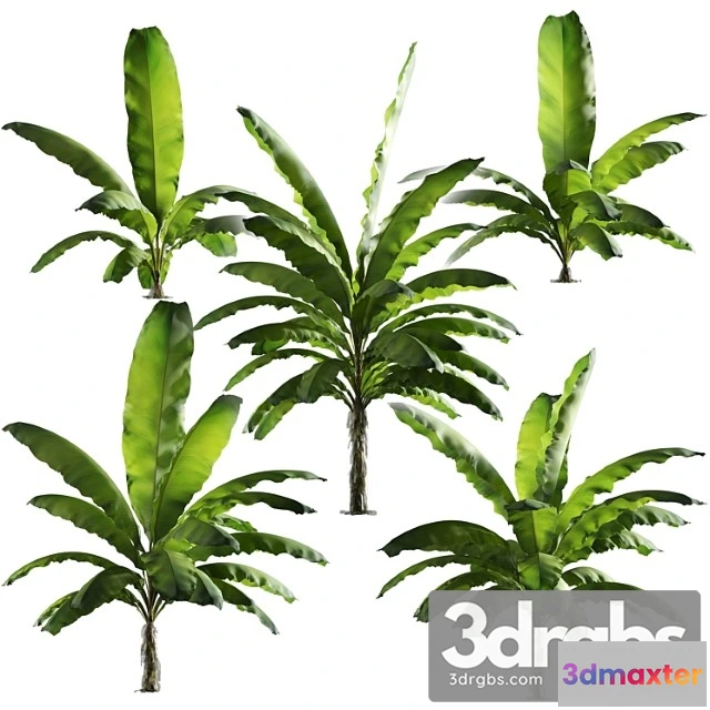 1011540 - Bananovaia Palma Nabor Iz 5 Modelei