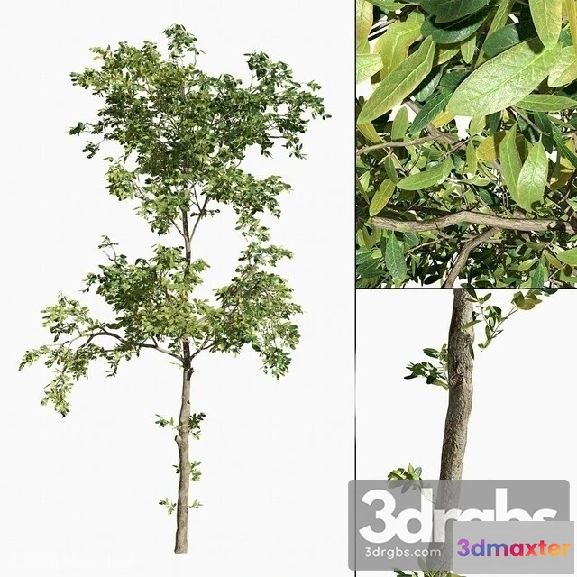 1011542 - Barringtonia 03